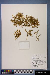 Phoradendron juniperinum image